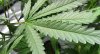 CPLT ordena entrega de información sobre cultivo de marihuana CPLT ordena entrega de información sobre cultivo de marihuana